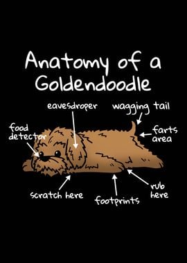 Anatomy Of A Goldendoodle