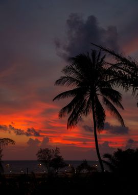 Exotic sunset and palms