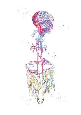 Vagus Nerve Art 