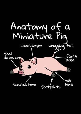 Anatomy Of A Mini Pig