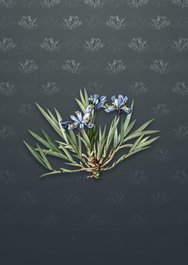 Vintage Dwarf Crested Iris