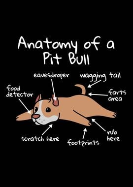 Anatomy Of A Pit Bull