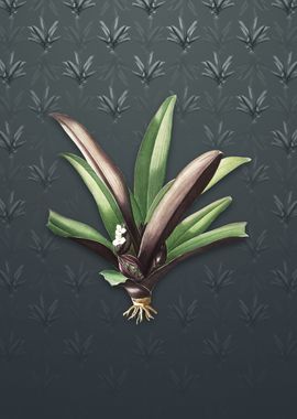 Boat Lily on Slate Gray