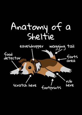 Shetland Sheepdog Anatomy 