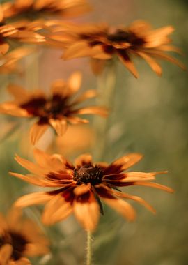 Blooming yellow rudbeckia