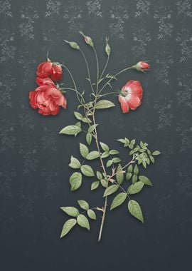 Red Rose on Slate Gray