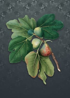 Common Fig on Slate Gray