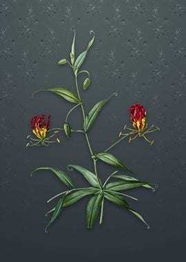 Flame Lily on Slate Gray