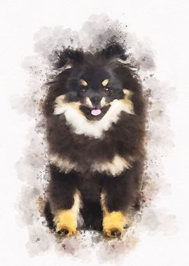 Pomeranian Dog