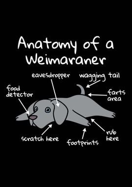 Anatomy Of A Weimaraner