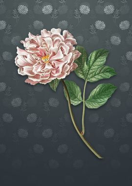 Tree Peony on Slate Gray