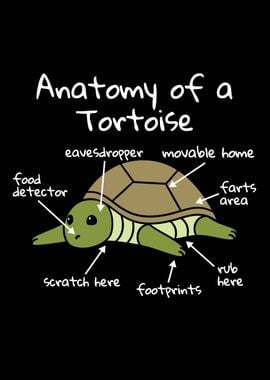 Anatomy Of A Tortoise