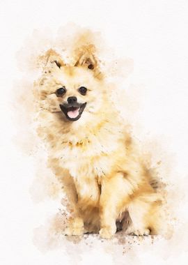 Pomeranian Dog