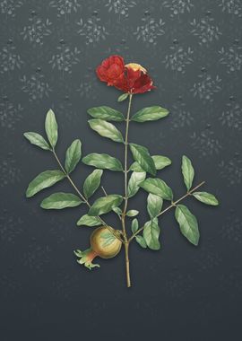 Vintage Pomegranate