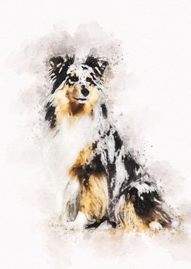 Shetland Sheepdog