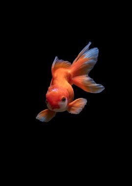 Goldfish swimming