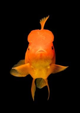 Goldfish portrait