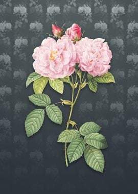 Italian Damask Rose