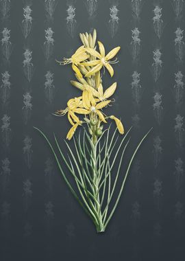 Vintage Yellow Asphodel