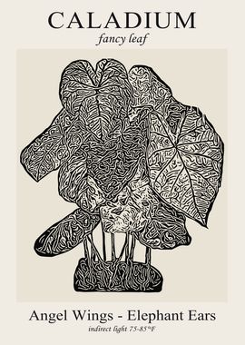 Black and White Caladium