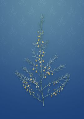 Vintage Sea Asparagus