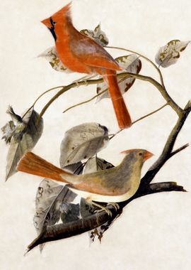 Cardinal Grosbeak 1811 