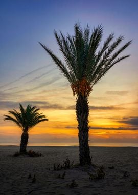 palm trees sunset beach