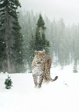 Persian leopard while snow