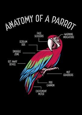 Anatomy of a parrot