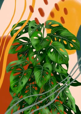 Monstera Adansonii