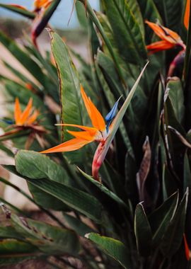 Strelitzia