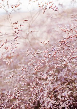 Sea lavender