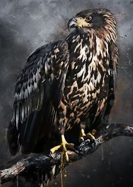 White Tailed Eagle