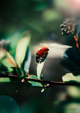 Ladybug under the sunlight