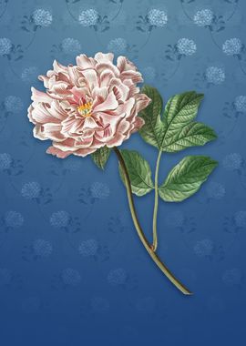 Tree Peony on Bahama Blue