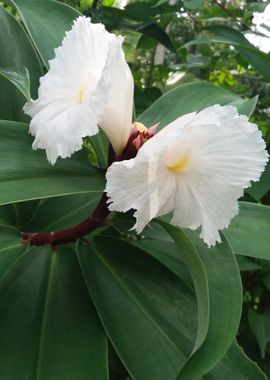 Tebu Flower