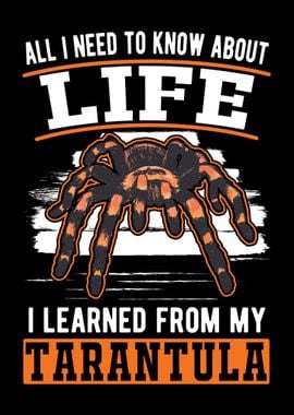 Tarantula Spider