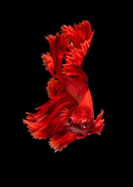 Beautiful Red Betta Fish