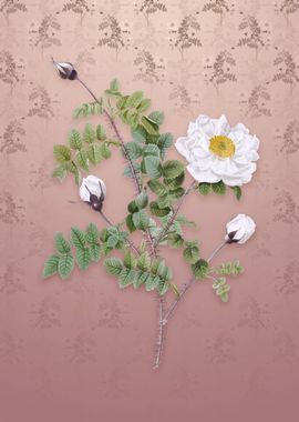 Vintage White Burnet Roses