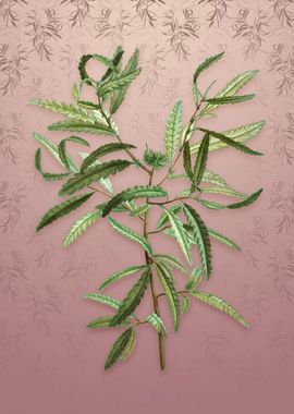 Sweetfern on Dusty Pink