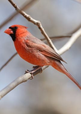 Cardinal