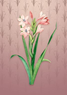 Vintage Gladiolus Saccatus