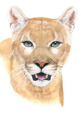 Cougar