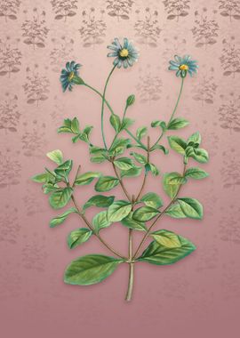 Blue Marguerite Plant