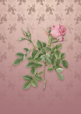 Vintage Dwarf Damask Rose