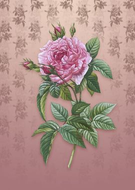 Vintage Pink French Rose