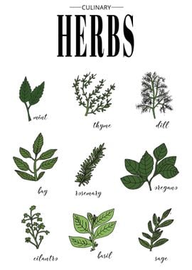 Herbs for Kitchen Food