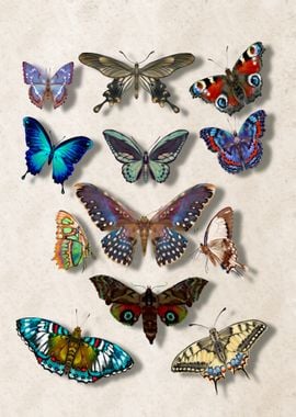 Colorful Butterlies 