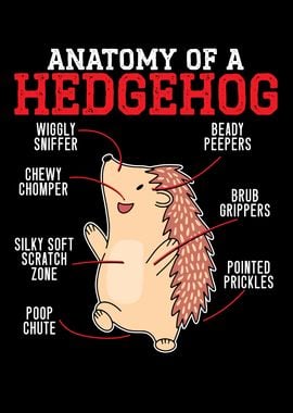 Anatomy Of A Hedgehog