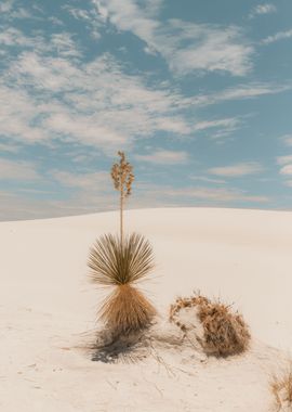 White Sands Wildflower